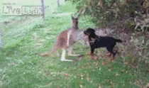 Kangaroo and Rottweiler become friends