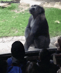 Kids rustling a gorillas jimmies to hard