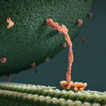 Kinesin casually walking on microtubule