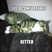 Kitteh is comfy