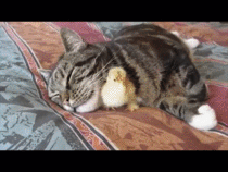 Kitten and chick growing up together