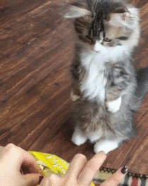 Kitten Clapping For Food