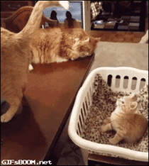Kitten gets hypnotized