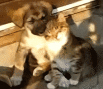 Kitty and Puppy are sweet to each other