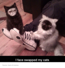 Kitty face swap