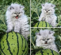 Kitty is not pleased with watermelon