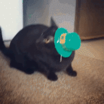 Kitty vs hat