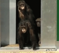 Lab chimps seeing daylight for the first time