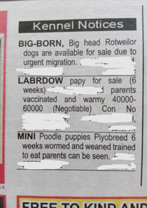 Labrdow papy for sale in last weeks papers