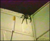 Lad Spider