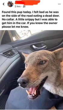 Lady Thinks She is Saving Stay Dog Turns Out to be a Coyote