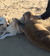 Land dog meeting Sea dog