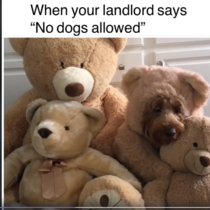 Landlord says no dogs allowed