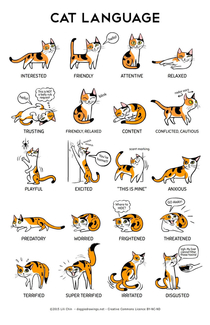 Language to cat owners
