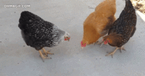 Lasers work on chickens too