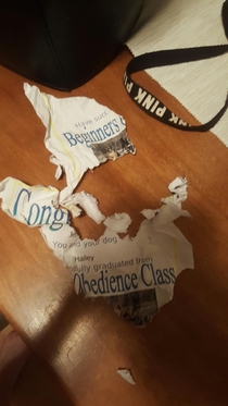 Last night my dog graduated from a beginner obedience class This morning we found her certificate like this