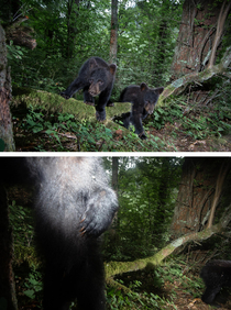 Last photos before bear cubs ate my camera