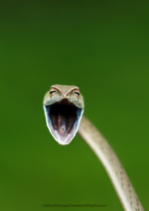 Laughing snake by Aditya Kshirsagar one of the finalists for Comedy Wildlife Photo 