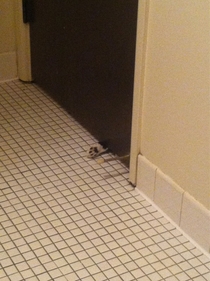 Legend has it that once you get a cat you will never go to the bathroom in peace ever again