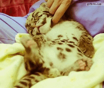 Leopards are a cuter form of catsuntil they grow up