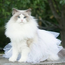 Lets All Bow Down To Aurora The Queen Of Cats
