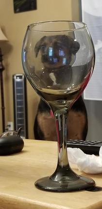 Life can be hard without a glass of doggo