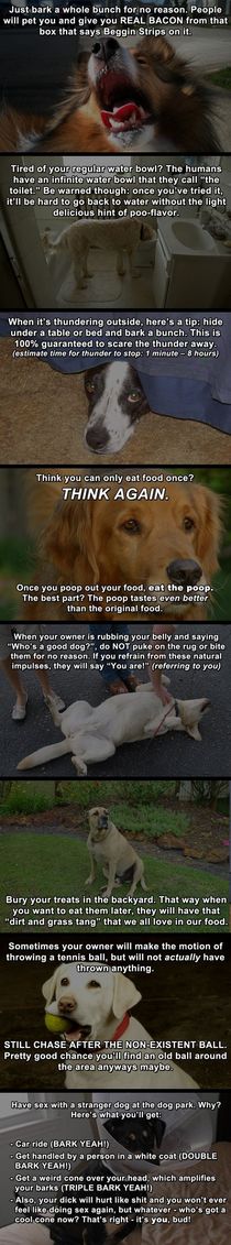 Life hacks for dogs
