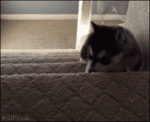 life in one gif