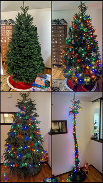 Lifecycle of my Christmas Tree