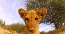 Lion cub finds a GoPro