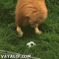 Lion playing soccer