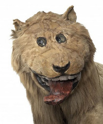 Lion stuffed in  by someone who never saw a live one
