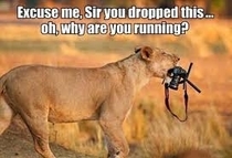 Lions are just misunderstood by the people