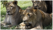 Lions Who Killed Poacher Claim He Was Armed   