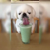 Little Dog Eating A Smoothie