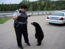 Little one hassled by the fuzz Bear with it lil guy
