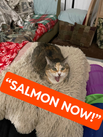 Little Puss wants her salmon