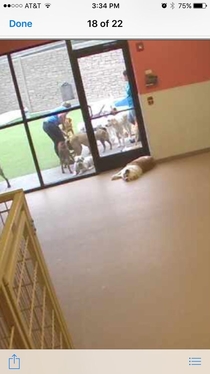 Logged into my dogs daycare webcam I guess he felt to lazy to go outside