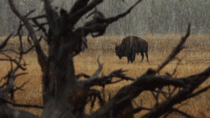 Lone bison in the rain 
