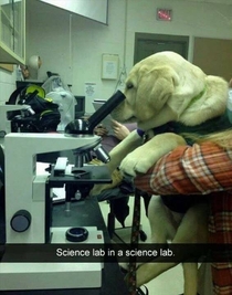 Look at that lab