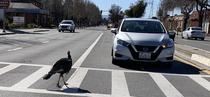 Look at this Jive-ass Turkey taking his time in the cross walk
