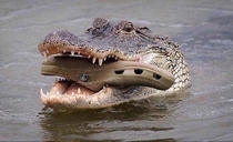 Look how instinctively the mother croc carries the baby in its mouth Nature is beautiful