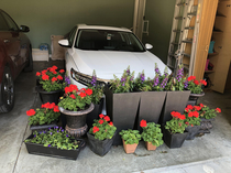 Looks like a wake for my car after my wife moved the flowers into the garage to protect them from a freeze