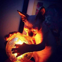 Lord Beerus plotting the next universe to destroy