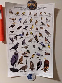 Made a correction on the bird poster
