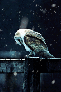 Majestic Barn Owl in the snow
