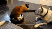 make room for roomba cat