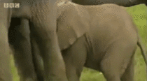 Mama elephant tries to stop babies from fighting It doesnt work
