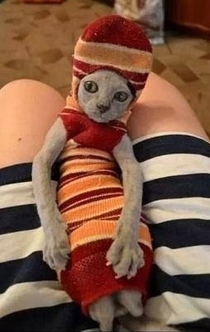 Master Has Given Dobby a Sock