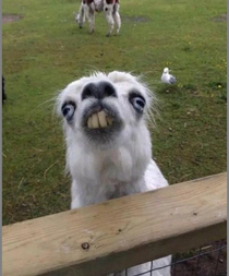 Maybe not funny enough but heres a funny faced Is that an alpaca or a goat or